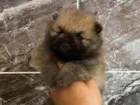 Orjinal ayı surat pomeranian boo yavrular