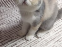 Dişi egzotik kedimiz yeni yuvasına gitmeye hazır
