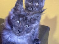 Safkan Main coon yavrular