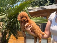 Red Toy Poodle Yavrular