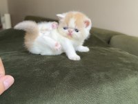 Exotic shorthair snoopy dişi bebek