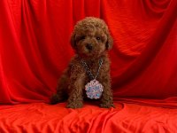 Yavru toy poodle köpeğimiz