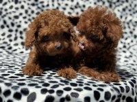 Redbrown toy poodle yavrularımızı görüp ala bilirsiniz