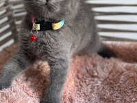 A kalite ayıcık british shorthair yavrular