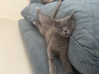 1 aylık hamile british shorthair