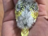 Cıvıl cıvıl rengarenk uysal bebek kuşlar için ulaşın