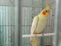 Yeni bir dost arayışı sultan papağanı