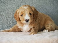 F1B GOLDENDOODLE YAVRULAR