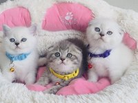 A kalite kedi isteyenlere buraya !
