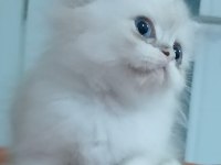 British longhair 35 günlük