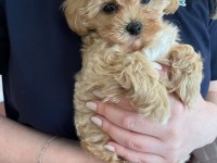 Fırsat Yavruları Bebek Yüzlü Maltipoo