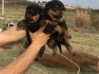 A Klass Rottweiler Yavruları