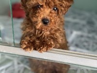 Ankaranın en özel toy poodle yavruları