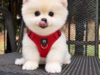 Dişi ve Erkek 2.5 Aylık Pomeranian