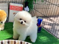 Oyuncu Karakterli Pomeranian Boo Yavrularımız