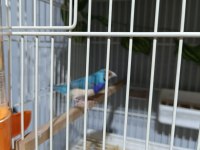 Goldian parot çim baykuş star ispinozlari
