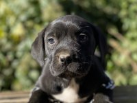 Cane corso yavrular