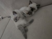 1,5 aylık yavru kediler