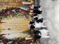 Muhteşem border collie bebekler