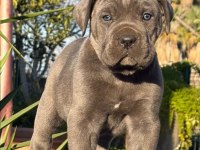 Muhteşem cane corso bebekler güvenli kapıya teslim