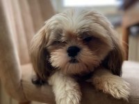 Shih-Tzu dişi bebek