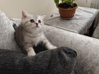 British shorthair silver yavru