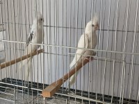 Heawy zincir desen kanat sultan papağanı