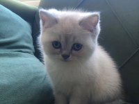 British blue point yavru