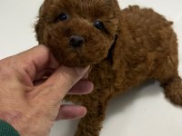 TUVALET EĞİTİMLİ KİLO GARANTİLİ TOY POODLE YAVRULARIM