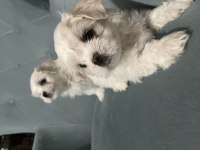 Kore Maltese Yavruları