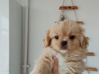 Minicik pekinez bebek köpekler