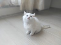 Pamuk prensesler british shorthair