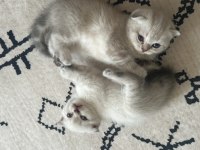 Minik scottish fold yavrularım yeni yuvalarını arıyor!