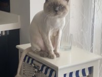 British longhair bulut oğlumuza bakacak bir yuva arıyoruz