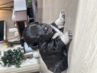Sevimli Terrier Yavrular Yeni Yuvalarını Arıyor!