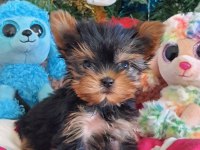 Şecereli Teacup Yorkshire Terrier Yavrularımız