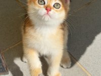 Uyguna Golden British Shorthair Yavrular