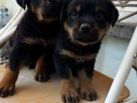 Şecereli anne baba kaliteli rottweiler yavrular