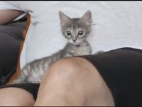 Tatlı Tekir Kedi