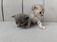 Scottish Fold Kedisi