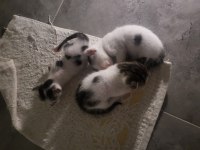 2 erkek 1 dişi yavru, bir anne SAHİPLENDİRME (ücretsiz)