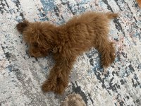 Toy Poodle 4 Aylık 17 Puan