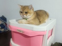 British Shorthair Ny12 Safkan