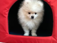 Pomeranian Boo 3.5 Aylık