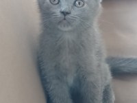 British shorthair yavrularımız