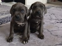 2 buçuk aylık dişi erkek cane corso