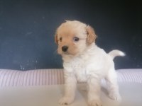 Sevimli maltipoo bebekler