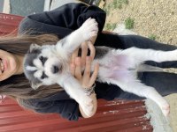 Orijinal sibirya kurdu husky bebekler