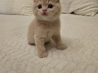 Scottish fold minikler