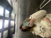 3.5 Aylık Maltese Terrier Erkek